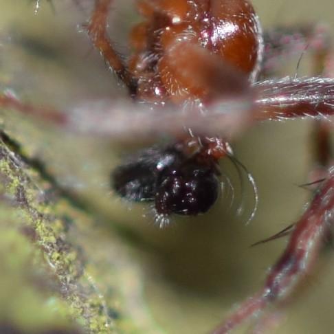 Araneus (sturmi-triguttatus)
